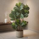 Ver imagem 6 de 2 Árvores Ficus Lyrata Artificial Charme e Frescor Permanente para Decoração Residencial e Comercial