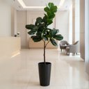 Ver imagem 7 de 2 Árvores Ficus Lyrata Artificial Charme e Frescor Permanente para Decoração Residencial e Comercial