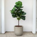 Ver mais imagens de 2 Árvores Ficus Lyrata Artificial Charme e Frescor Permanente para Decoração Residencial e Comercial