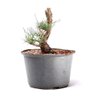 Pré Bonsai Pinheiro Negro 12 Anos - 2