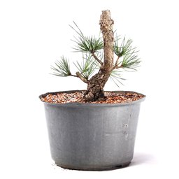 Pré Bonsai Pinheiro Negro 12 Anos - 3