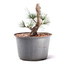 Ver imagem 3 de Pré Bonsai Pinheiro Negro 12 Anos