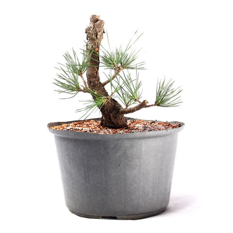 Pré Bonsai Pinheiro Negro 12 Anos
