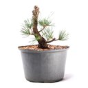 Ver imagem 1 de Pré Bonsai Pinheiro Negro 12 Anos