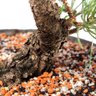 Pré Bonsai Pinheiro Negro 12 Anos - 5