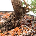 Ver imagem 5 de Pré Bonsai Pinheiro Negro 12 Anos