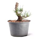 Ver imagem 4 de Pré Bonsai Pinheiro Negro 12 Anos