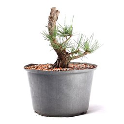 Pré Bonsai Pinheiro Negro 12 Anos - 4