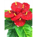 Ver imagem 2 de Árvore Planta artificial Antúrio 65cm Para Vasos