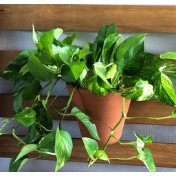 Gancho Pequeno P/ Vaso de Jardim Vertical 11cm - 5 Peças - 7