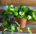 Ver imagem 7 de Gancho Pequeno P/ Vaso de Jardim Vertical 11cm - 5 Peças