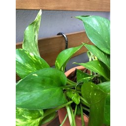 Gancho Pequeno P/ Vaso de Jardim Vertical 11cm - 5 Peças - 6