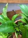 Ver imagem 6 de Gancho Pequeno P/ Vaso de Jardim Vertical 11cm - 5 Peças