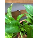 Ver imagem 6 de Gancho Pequeno P/ Vaso de Jardim Vertical 11cm - 5 Peças