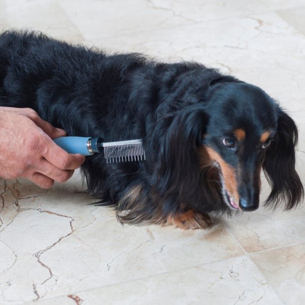 Pente Dentes Alternados Germanhart Cabo em Gel Azul para Cães - 4