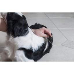 Pente Anti Pulga German Hart para Cães e Gatos - 5