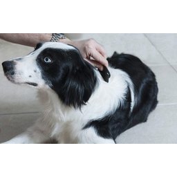 Pente Anti Pulga German Hart para Cães e Gatos - 4