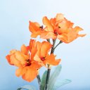Ver imagem 2 de Arranjos de Flores Artificiais Amarílis Laranja no Vaso Transparente | Linha Permanente Formosinha