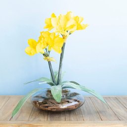 Arranjos de Flores Artificiais Amarílis Amarelo no Vaso Transparente | Linha Permanente Formosinha - 1