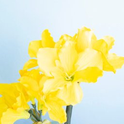 Arranjos de Flores Artificiais Amarílis Amarelo no Vaso Transparente | Linha Permanente Formosinha - 2