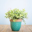 Ver imagem 1 de Arranjo de Flor Artificial Peperômia no Vaso de Cerâmica Azul Turquesa | Linha Permanente
