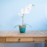 Arranjo de Flor Artificial Orquídea Branca no Vaso de Cerâmica Azul Turquesa | Linha Permanente - 3