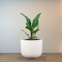 Ver imagem 3 de Vaso Fringe Cilíndrico 36 (20l) Cor Off-white Japi