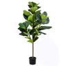 Arvore Ficus Lyrata - Alt 1,30 M - 1