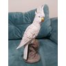 Enfeite Cacatua Decorativa no Tronco Presente Criativo Personalizado - 4