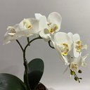 Ver imagem 2 de Arranjo de Orquidea Branca Artificial Silicone Ollirg Decor