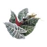Planta Tinhorão Caladium Verde 41cm - 1