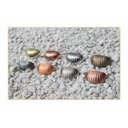 Ver imagem 1 de Puxador Concha Ostra 64Mm Níquel Escovado - Gruppa