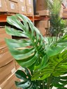 Ver imagem 4 de Planta Artificial Costela de Adão Toque Real com 1.20m, Planta Decorativa para Casa.