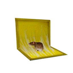 ratoeira adesiva cola pega rato não toxica pronto uso sem odor - 1 ratoeira adesiva cola pega rato não toxica pronto uso sem odor - 1