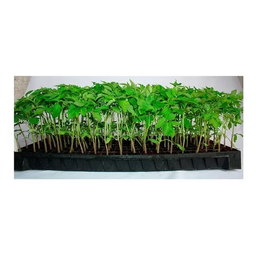 Kit 6 Bandejas Para Produção De Mudas 200 Células - 4