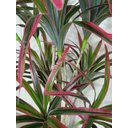 Ver imagem 2 de PLANTA ARTIFICIAL ÁRVORE DRACENA LUXO GRANDE 200CM REAL