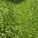 Ver mais imagens de Grama Sintetica Tapete Gramado Artifical Decorativo 1 Metro Quadrado Festa Evento Playground Decoraç