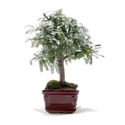 Bonsai Caliandra Rosa 03 Anos - 2