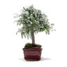 Bonsai Caliandra Rosa 03 Anos - 2