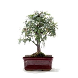 Bonsai Caliandra Rosa 03 Anos - 1
