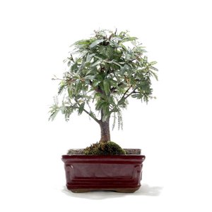 Bonsai Caliandra Rosa 03 Anos