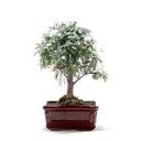 Ver imagem 3 de Bonsai Caliandra Rosa 03 Anos