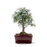 Bonsai Caliandra Rosa 03 Anos - 3