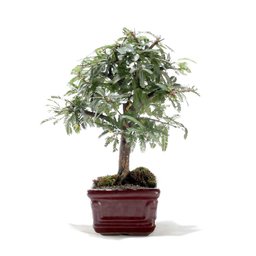 Bonsai Caliandra Rosa 03 Anos - 4