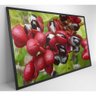 Quadro Guaraná Selvagem Amazônia 90x60 Cm Vidro Impresso - 8