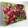 Quadro Guaraná Selvagem Amazônia 90x60 Cm Vidro Impresso - 7