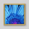 Quadro Floral Gerbera Azul - 40x40cm - Moldura Caixa Madeira - 1