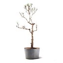 Ver imagem 3 de Pré Bonsai Pinheiro Negro 17 Anos