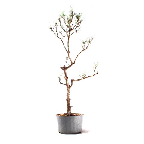 Pré Bonsai Pinheiro Negro 17 Anos