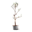 Ver imagem 1 de Pré Bonsai Pinheiro Negro 17 Anos